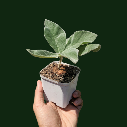 Sinningia leucotricha (Brazilian Edelweiss) - Caudex Plant - Soiled