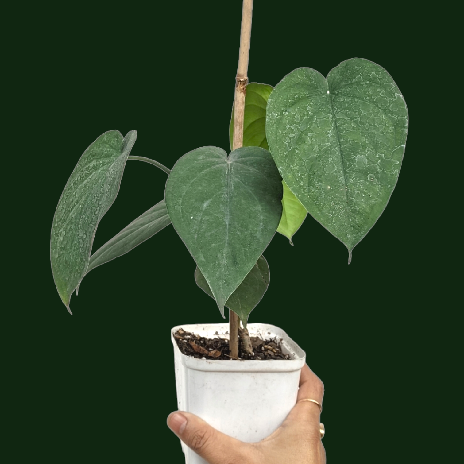 Syngonium Chiapense - Philodendron - Soiled