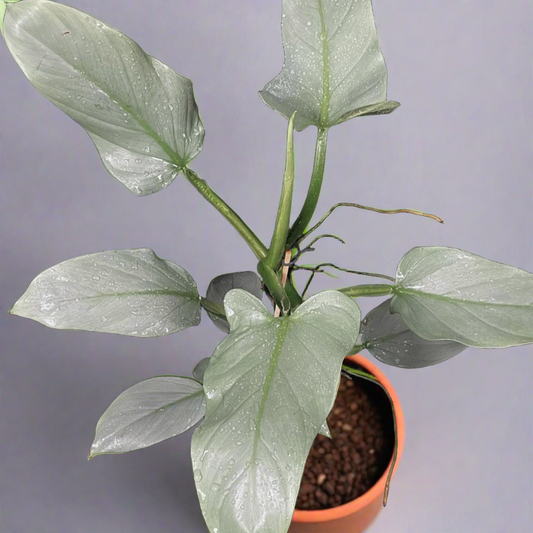 Philodendron Hastatum - Philodendron - Soiled