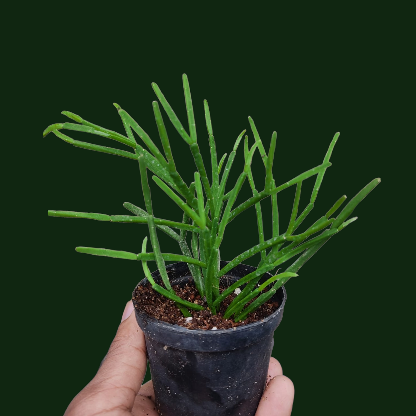 Rhipsalis (Jungle Cactus) - Potted Houseplants - Soiled