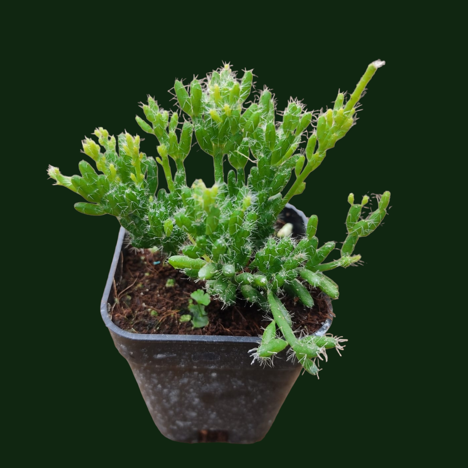 Rhipsalis (Jungle Cactus) - Potted Houseplants - Soiled