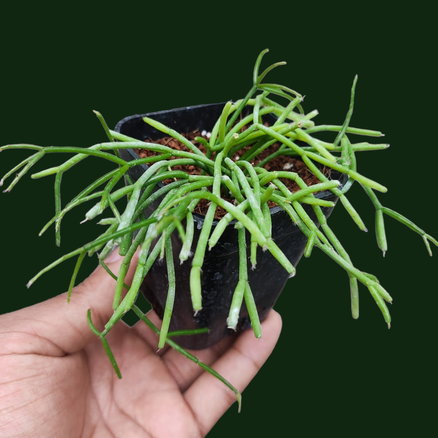 Rhipsalis (Jungle Cactus) - Potted Houseplants - Soiled