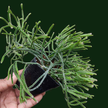 Rhipsalis (Jungle Cactus) - Potted Houseplants - Soiled