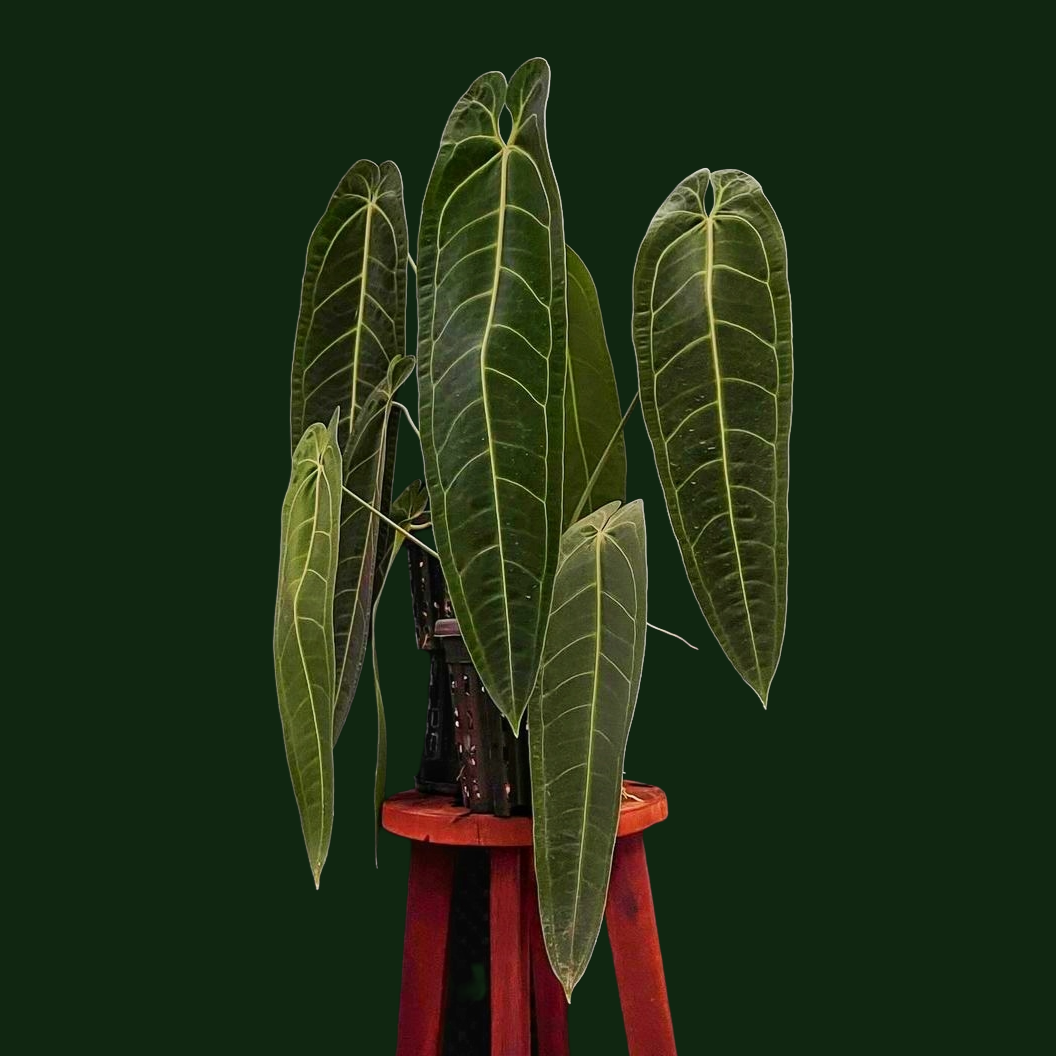 Anthurium Queen Warocqueanum 'Dark Narrow' - Philodendron - Soiled