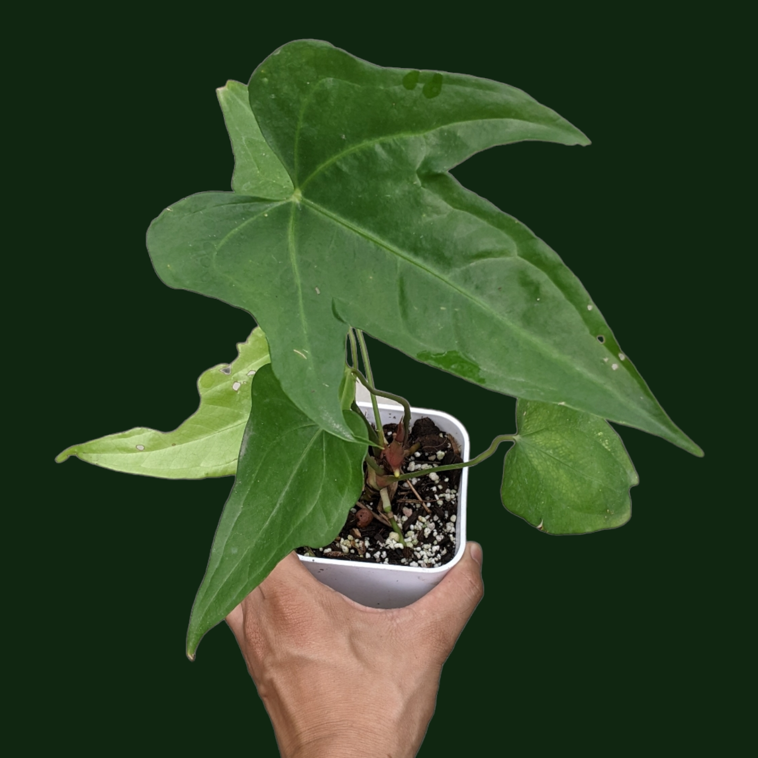 Anthurium Macrolobium - Anthrium - Soiled