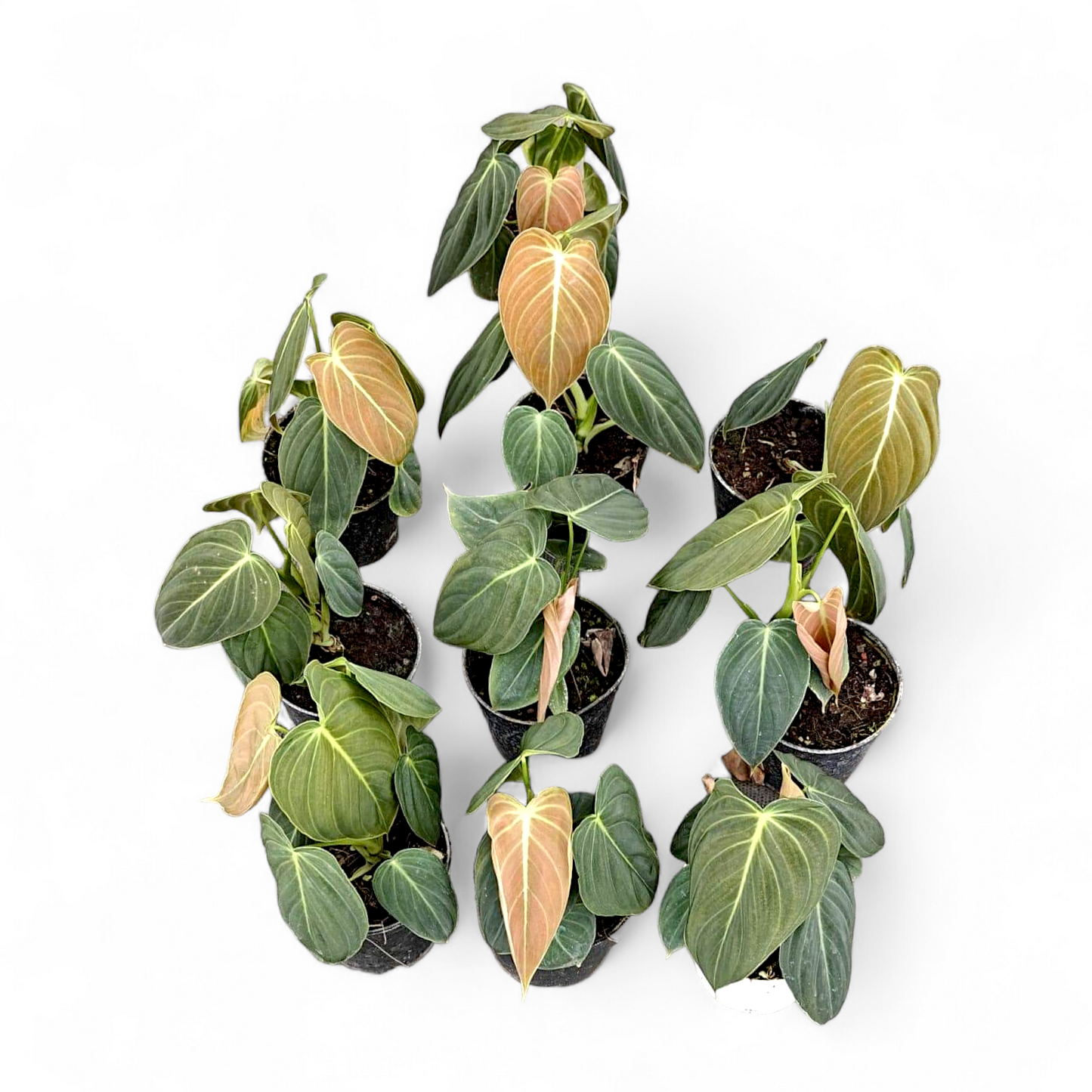 Philodendron Melanochrysum - Indoor & Outdoor Plants - Soiled