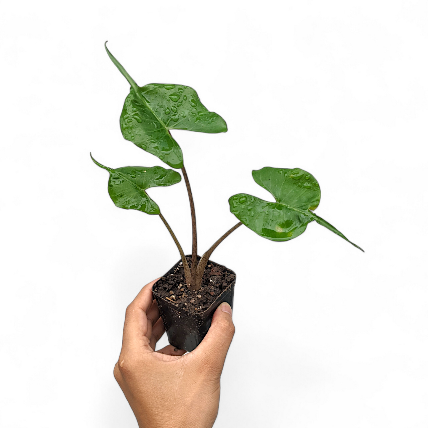 Alocasia Stingray - Alocasia - Soiled