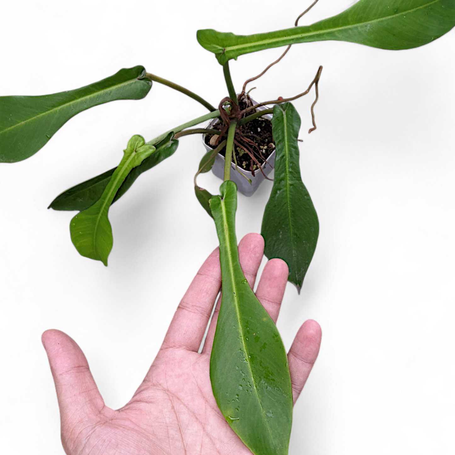 Philodendron Joepii - Philodendron - Soiled