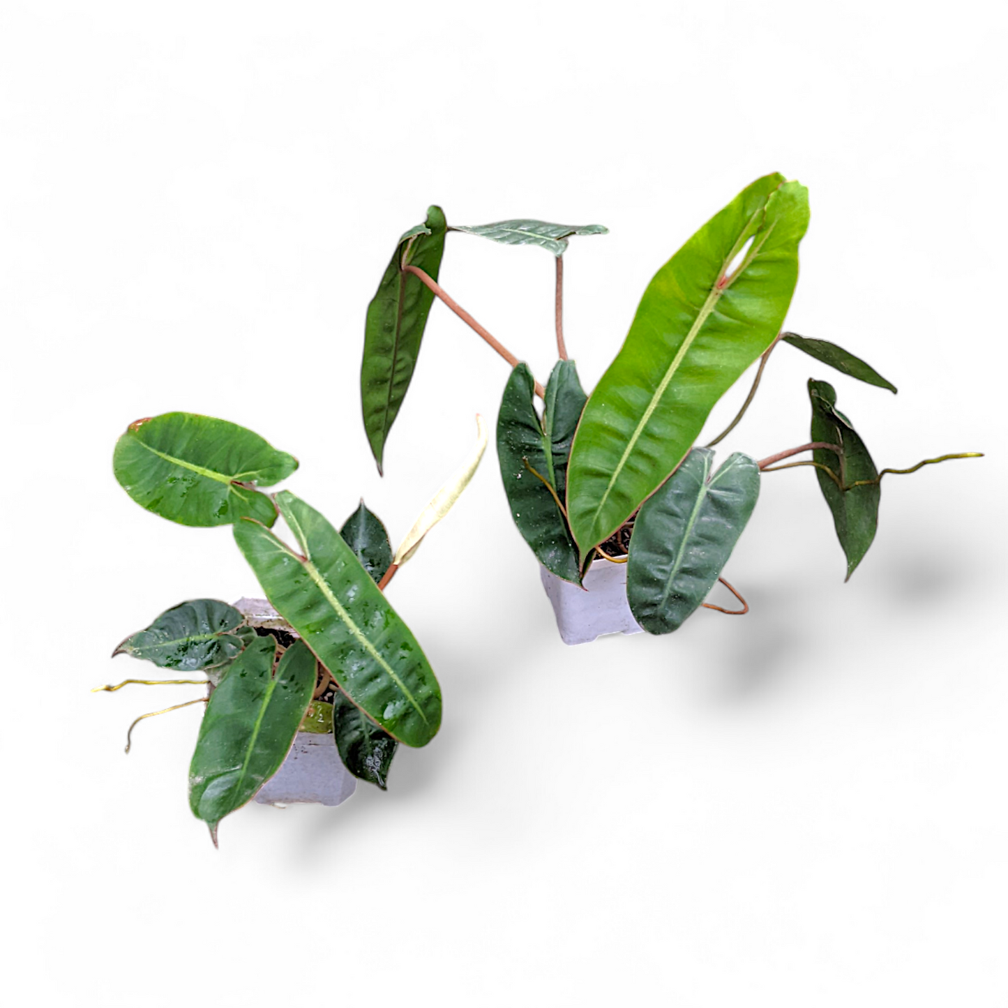 Philodendron Billietiae - Philodendron - Soiled