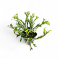 Asplenium Nidus Variegated (Variegated Bird's Nest Fern) - Fern - Soiled