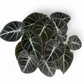 Alocasia Black Velvet - Alocasia - Soiled