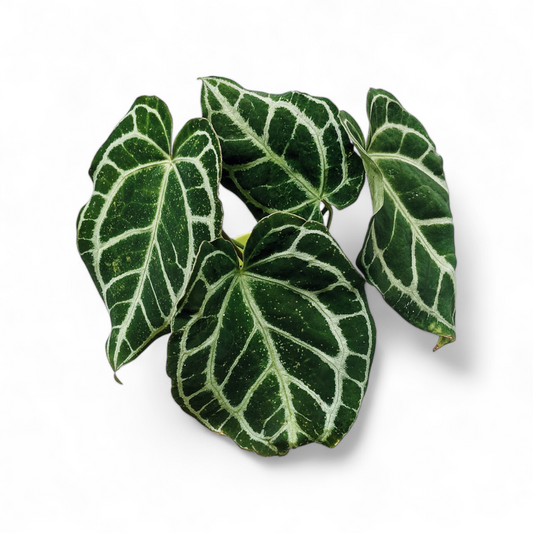 Anthurium Crystallinum - Anthrium - Soiled