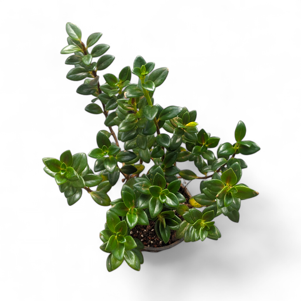 Goldfish Plant (Nematanthus Tropicana) - Flowering Plant - Soiled