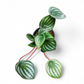 Watermelon Peperomia (Peperomia argyreia) - Indoor & Outdoor Plants - Soiled