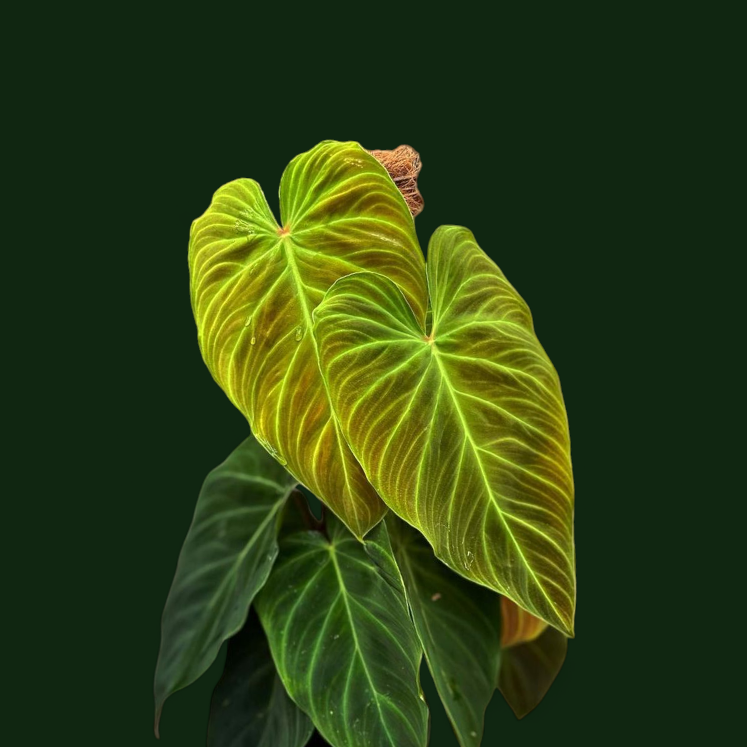 Philodendron Splendid - Philodendron - Soiled