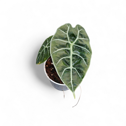 Alocasia Watsoniana - Alocasia - Soiled