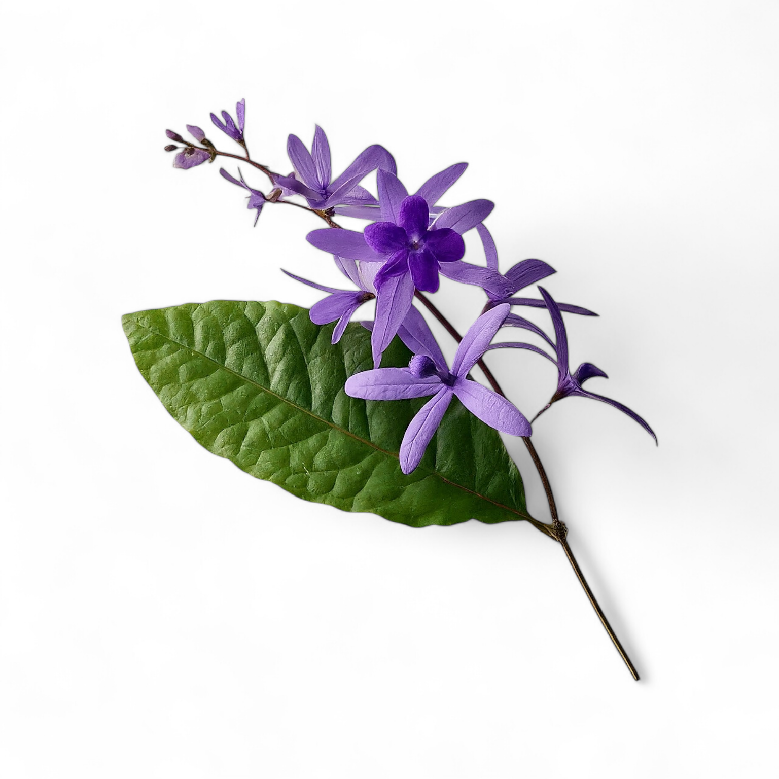 Purple Sandpaper Vine (Petrea Volubilis) - Flowering Plant - Soiled