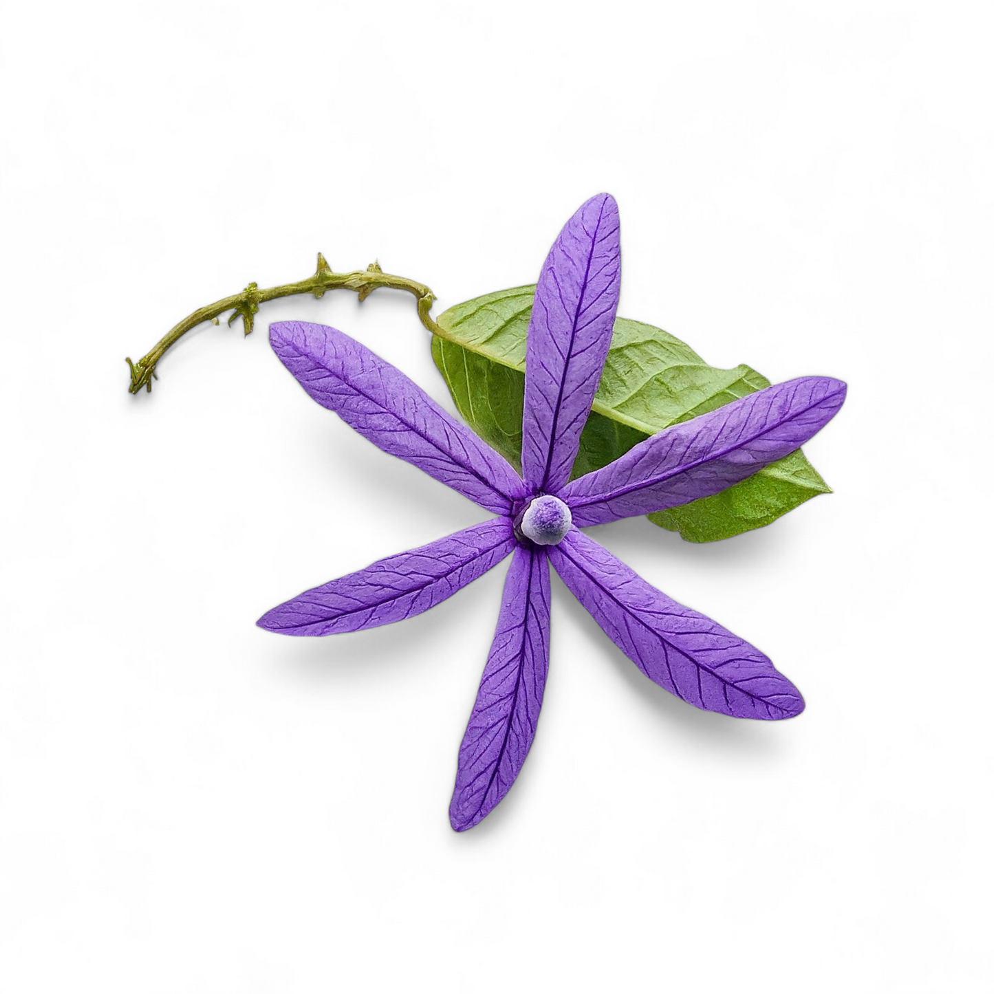 Purple Sandpaper Vine (Petrea Volubilis) - Flowering Plant - Soiled