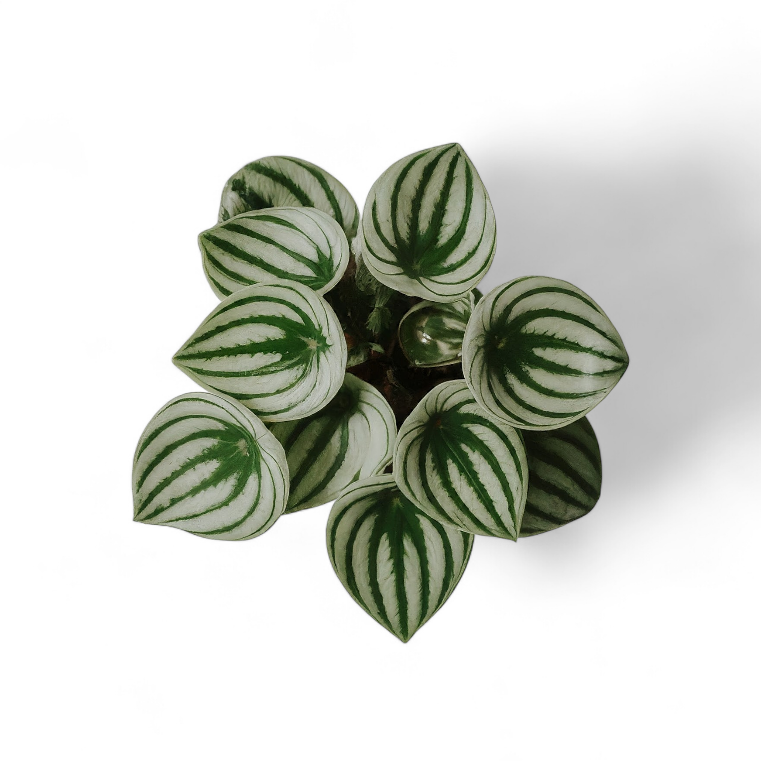 Watermelon Peperomia (Peperomia argyreia) - Indoor & Outdoor Plants - Soiled