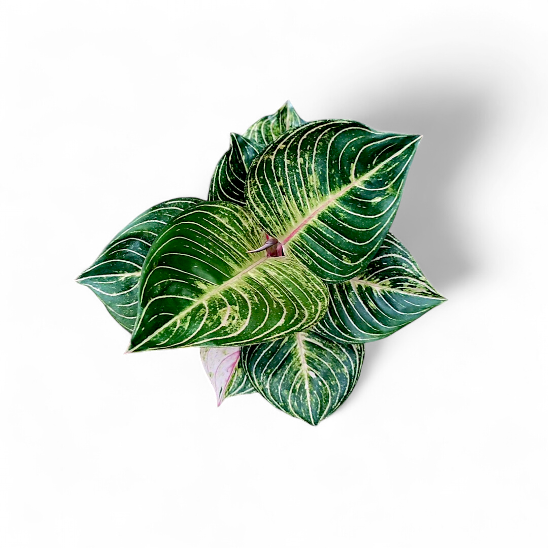 Aglaonema Esmeralda - Aglaonema - Soiled