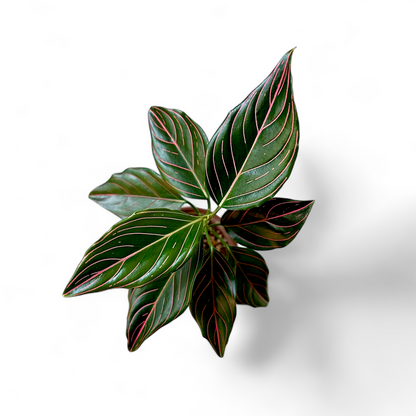 Aglaonema Rotundum - Aglaonema - Soiled