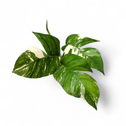 Epipremnum Pinnatum Albo Variegata - Potted Houseplants - Soiled