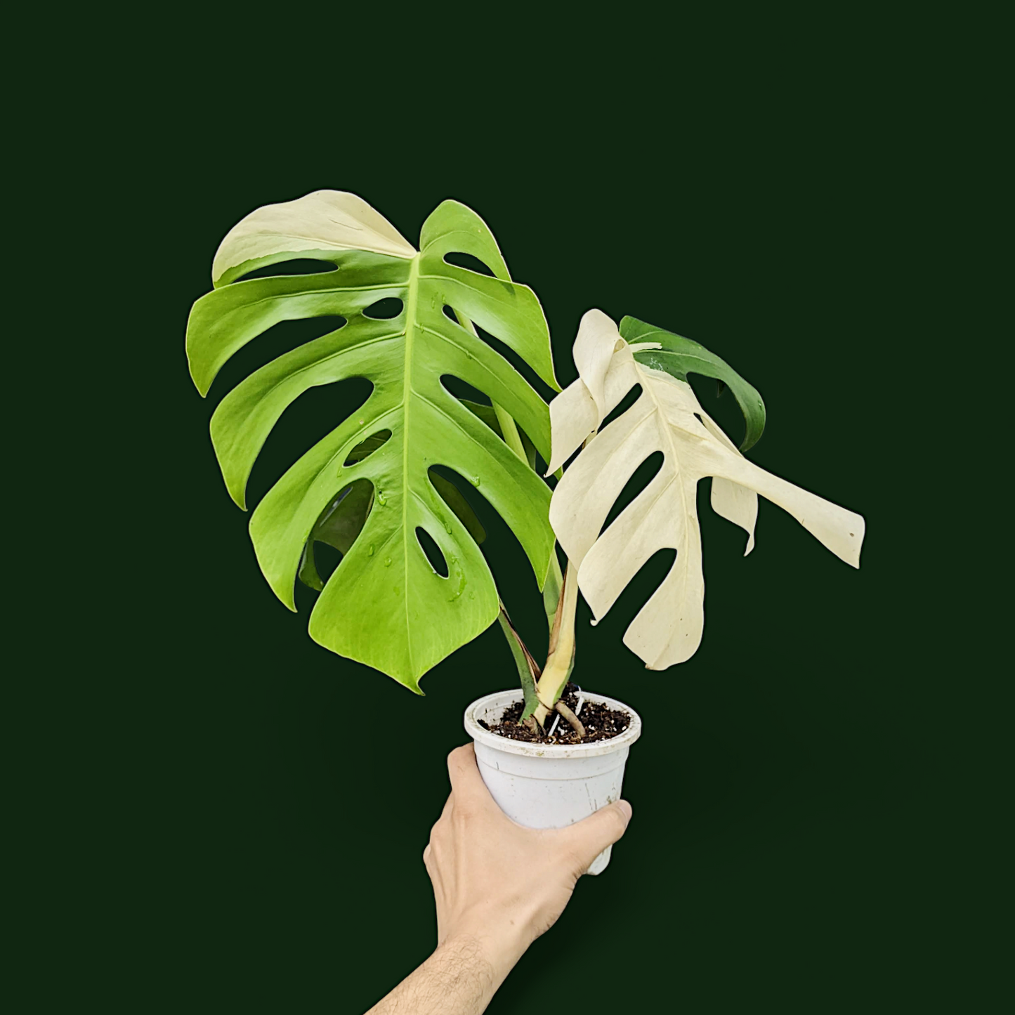 Variegated Monstera (Albo Borsigiana) - Indoor & Outdoor Plants - Soiled