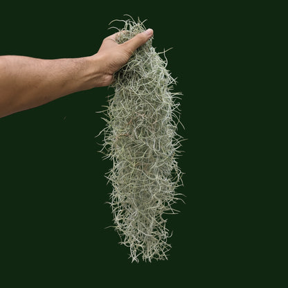 Tillandsia Usneoides (Spanish Moss) - Air Plant - Soiled