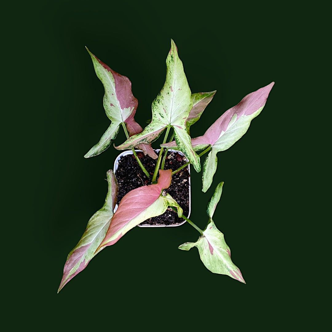 Syngonium Pink Salmon - Syngonium - Soiled