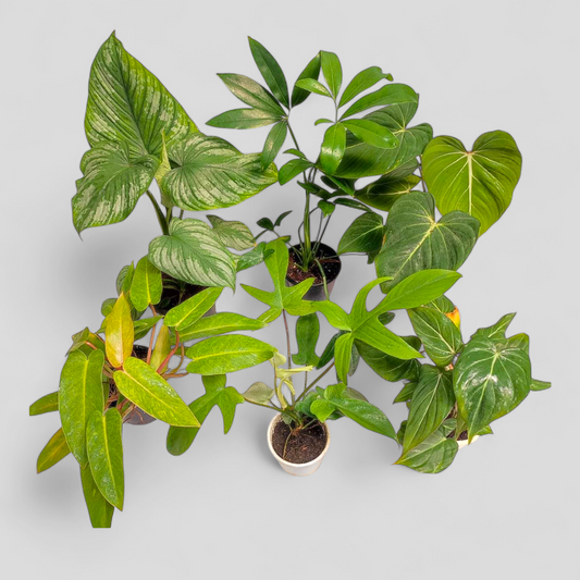 Ultimate Philodendron Combo - Philodendron Mamei, Florida Green, Gloriosum Zebra, Gloriosum, Painted Lady, Goeldii