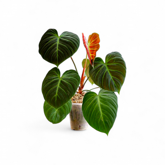 Philodendron El Choco Red