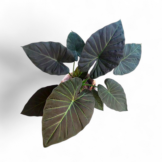 Alocasia Regal Shield Large