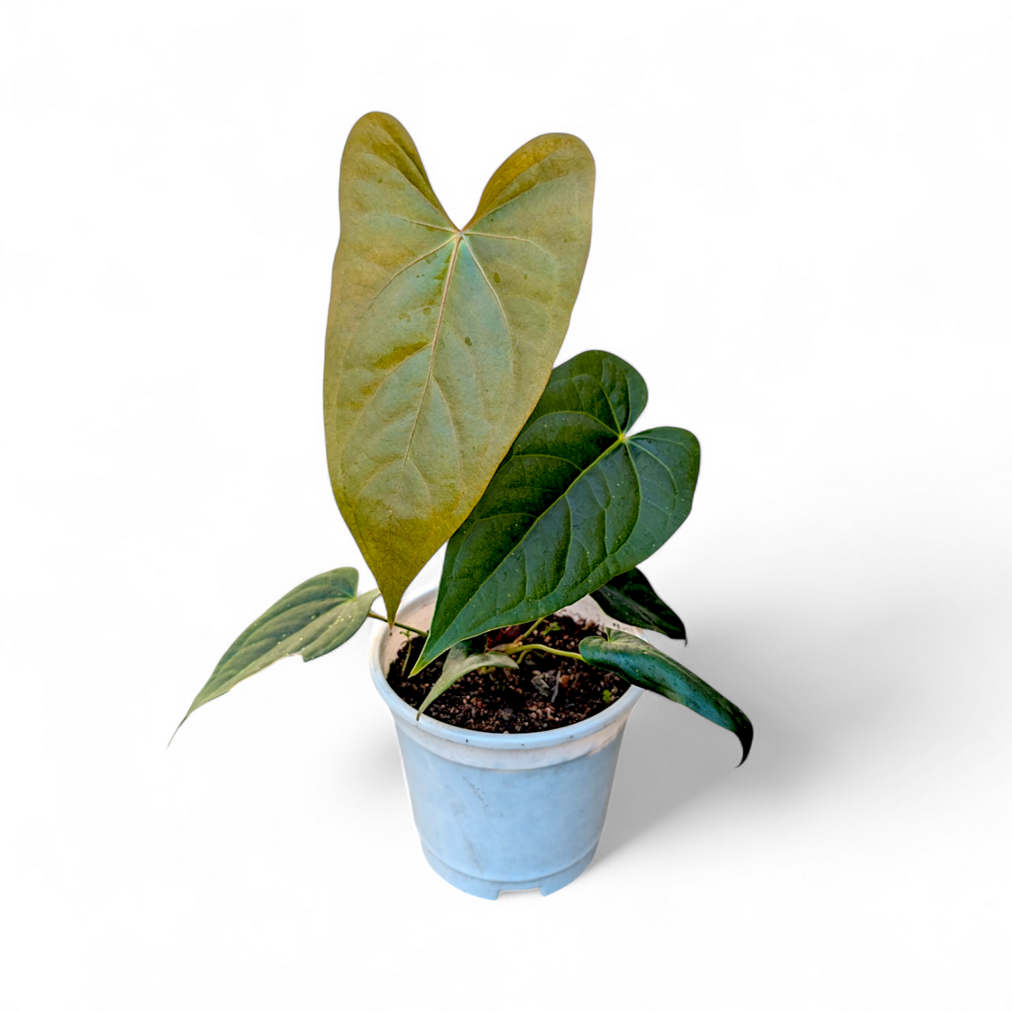 Anthurium Nigrolaminum 'Gigi'