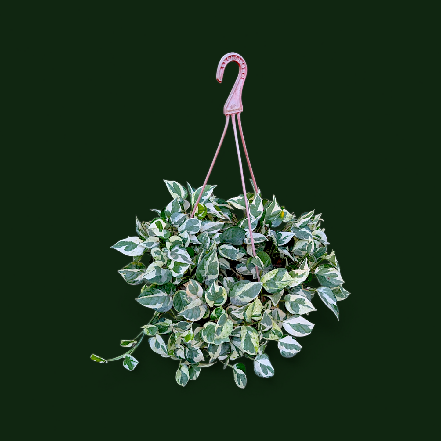 Pothos ‘Njoy’