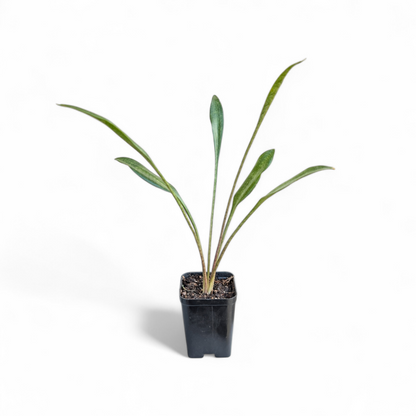 Sansevieria Concinna (Spoon Leaf)