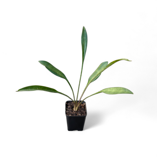 Sansevieria Concinna (Spoon Leaf)