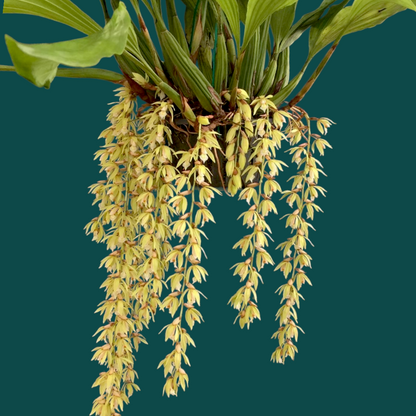 Coelogyne Rochussenii - Mature Plant