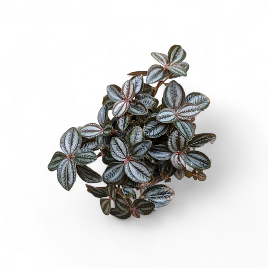 Pilea Bronze (Pilea Spruceana)