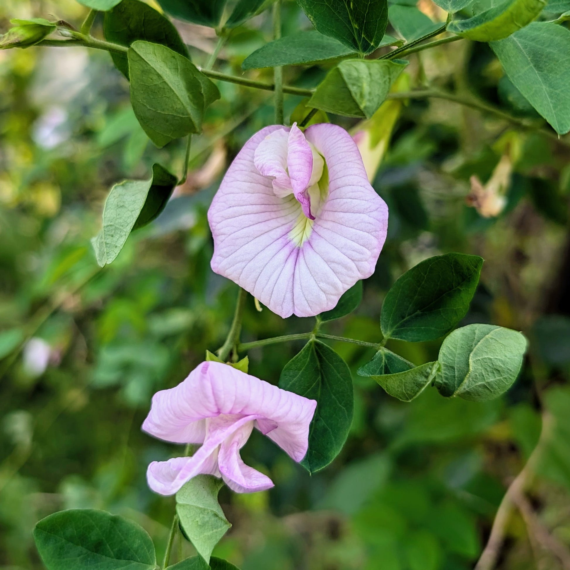 Pink Aparajita Flower Seeds (Clitoria Ternatea)