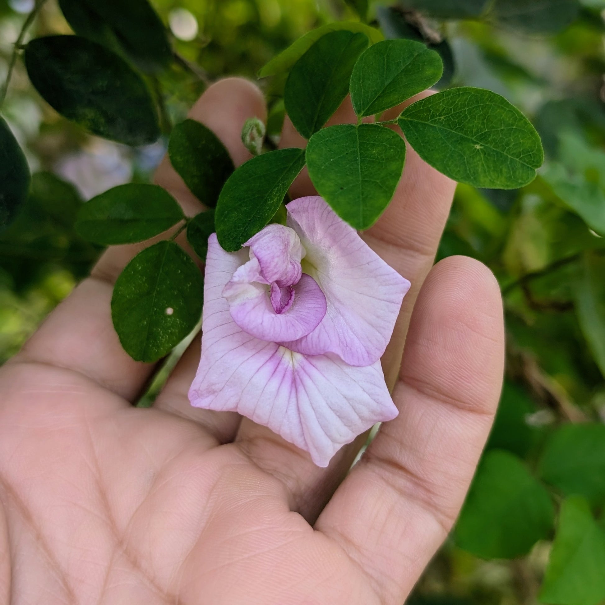 Pink Aparajita Flower Seeds (Clitoria Ternatea) Souble Petal