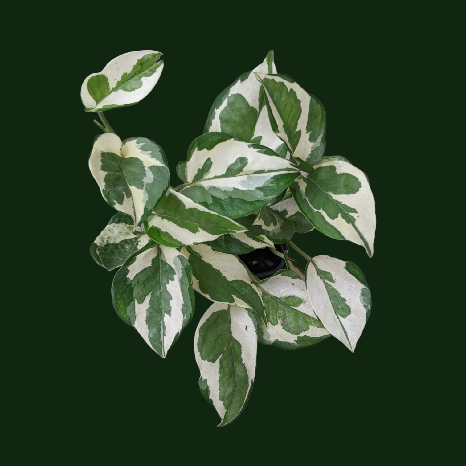 Pothos ‘Njoy’ - Foliage - Soiled