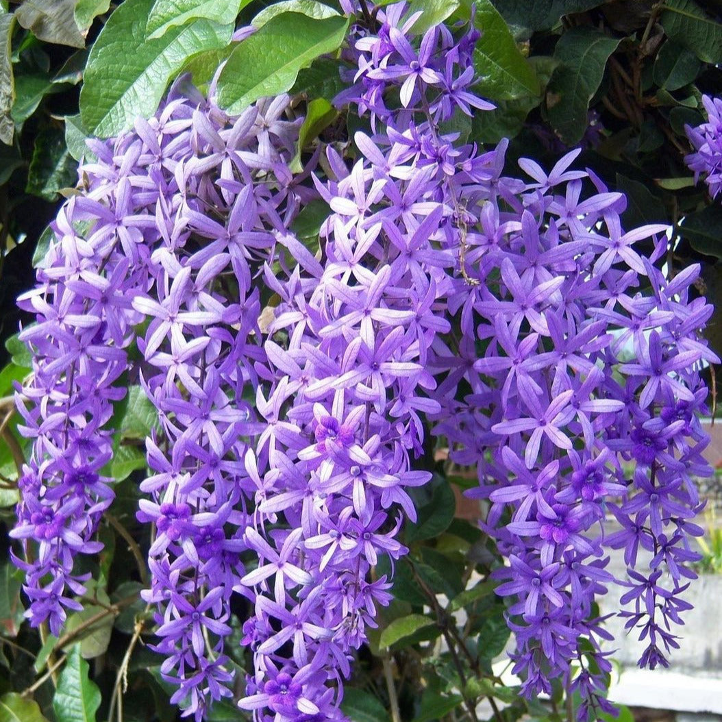 Purple Sandpaper Vine (Petrea Volubilis) - Flowering Plant - Soiled