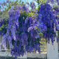 Purple Sandpaper Vine (Petrea Volubilis) - Flowering Plant - Soiled