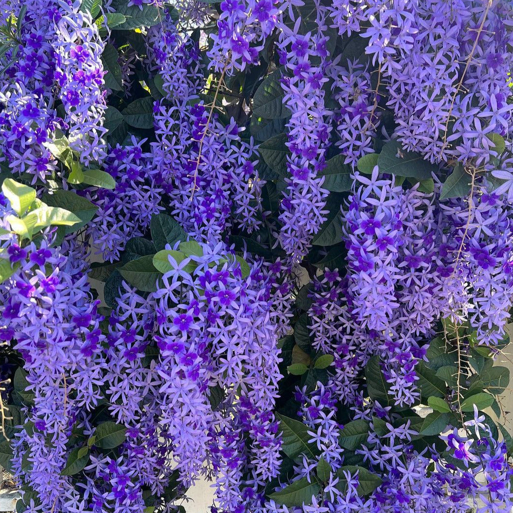 Purple Sandpaper Vine (Petrea Volubilis) - Flowering Plant - Soiled