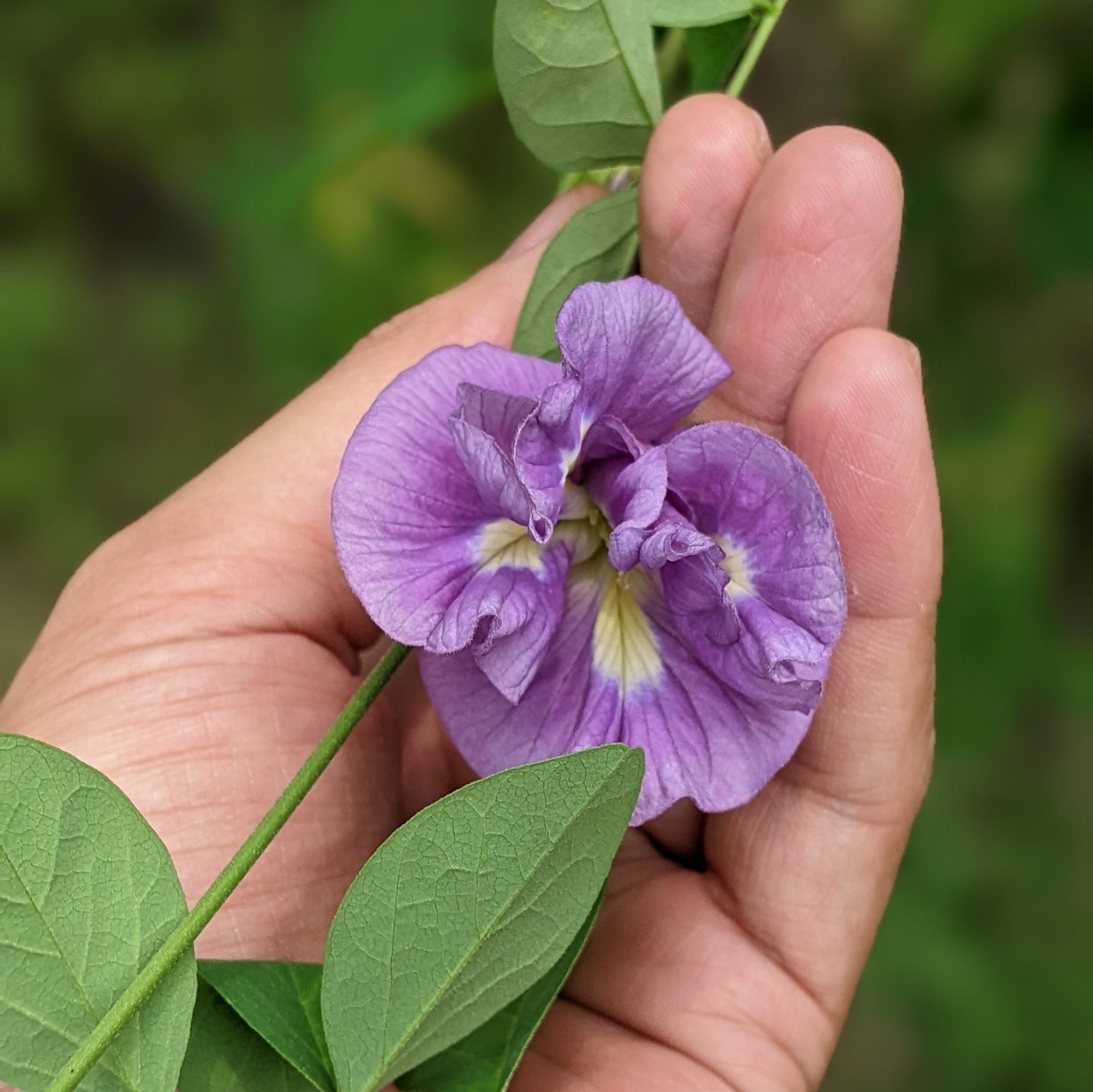 Purple Aparajita Flower Seeds (Clitoria Ternatea) Multiple Petal