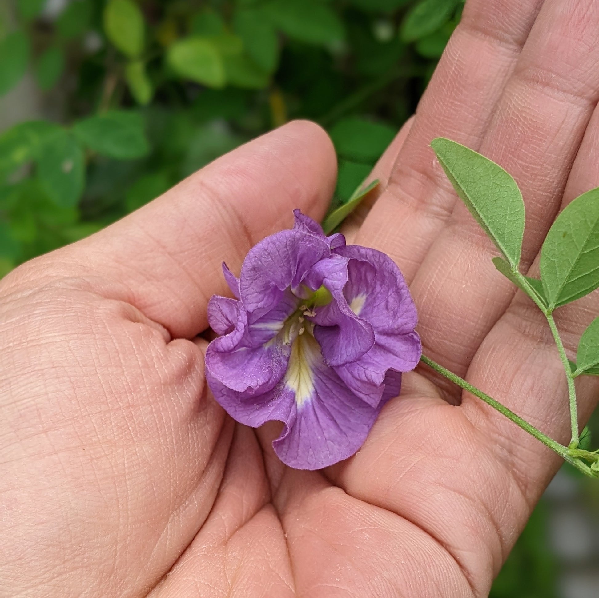 Purple Aparajita Flower Seeds (Clitoria Ternatea) Multiple Petal