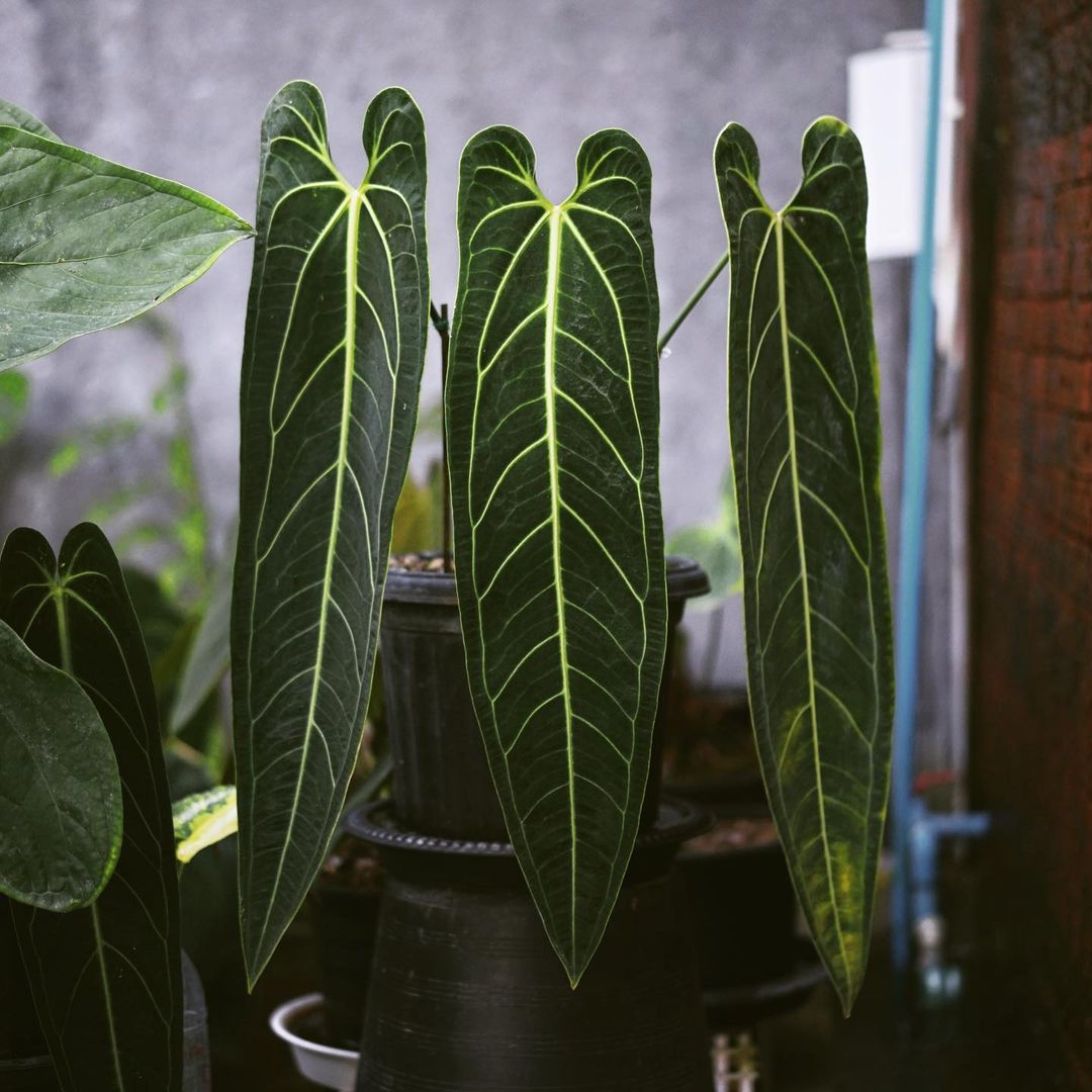 Anthurium Queen Warocqueanum 'Dark Narrow' - Philodendron - Soiled