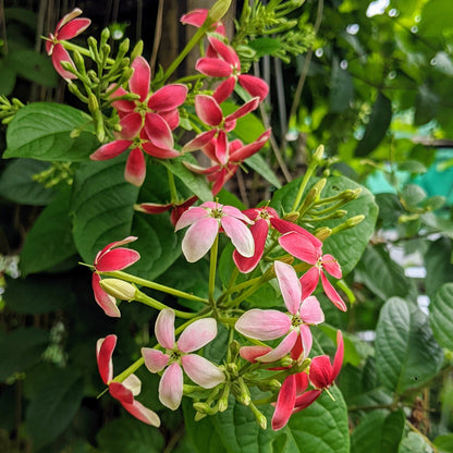 Rangoon Creeper - Madhumalti