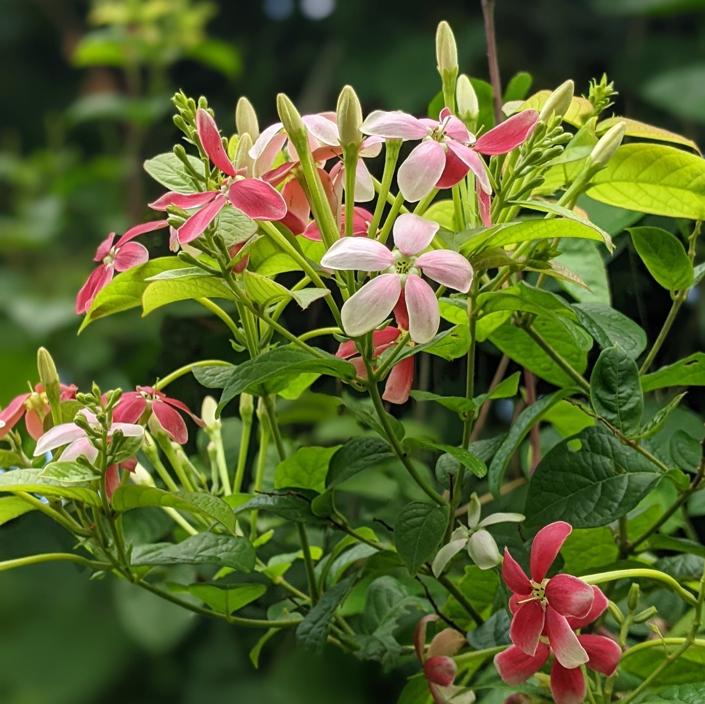 Rangoon Creeper - Madhumalti Flower Cluster