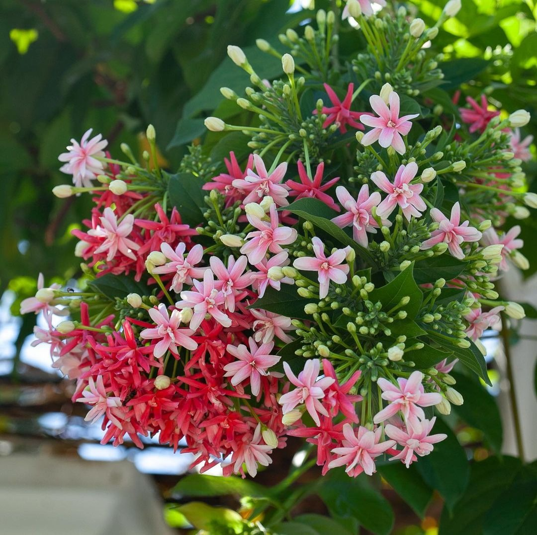 Rangoon Creeper (Double Petal) - Madhumalti India